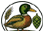 Kacicky