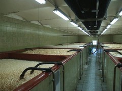 Pivovar