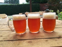 Pivo