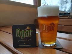 Pivo
