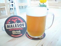 Pivo