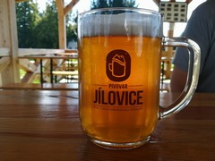 Pivo