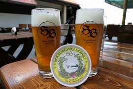 Pivo
