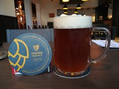 Pivo
