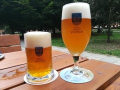 Pivo
