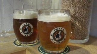 Pivo