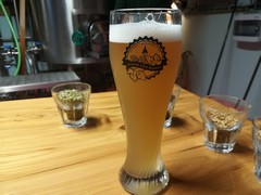 Pivo