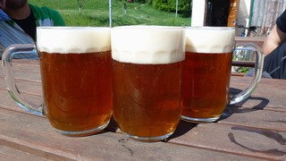 Pivo